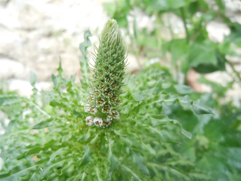 Reseda alba